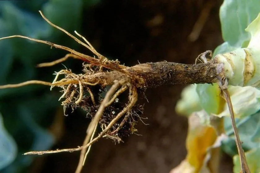 Chinese cabbage diseases and pests
