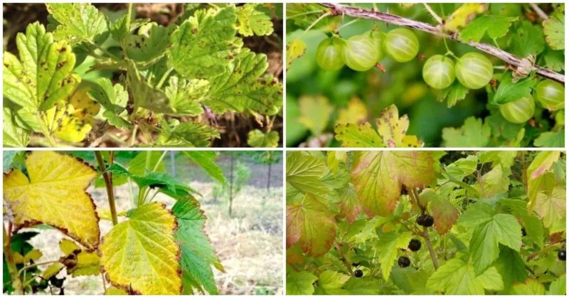 Currant leaves turning yellow in June: causes and solutions