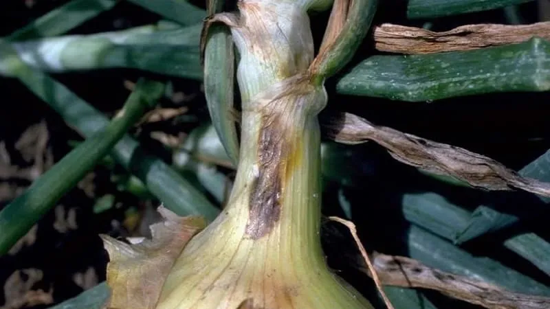 Alternaria leaf blight symptoms