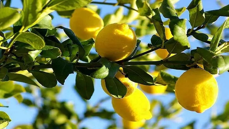 All about lemons - is it a vegetable, berry, or fruit?