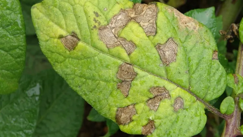 Damage to pepper plants from pests