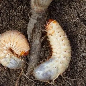 Cockchafer larvae