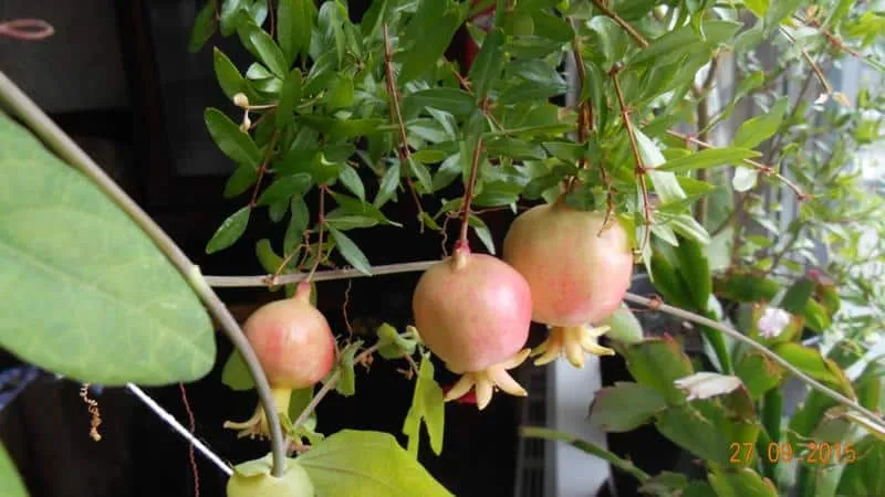 Beginner's Guide: How to Care for a Potted Pomegranate Indoors