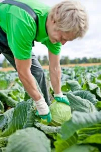 When and how to harvest cabbage from the garden