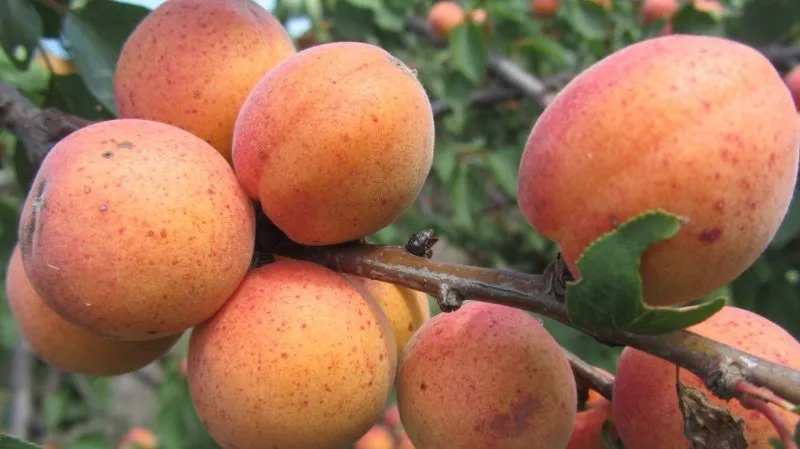 Variety of apricot cultivars for different climates