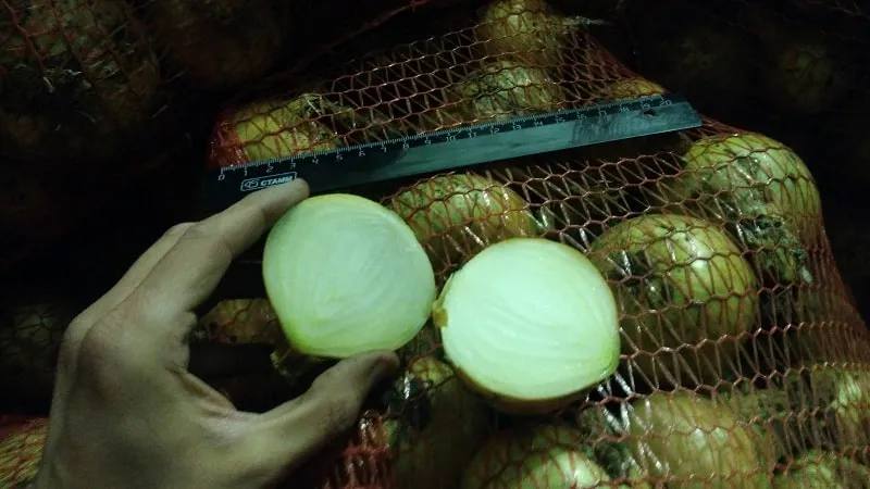 How to properly store onions in a cellar and whether it is advisable