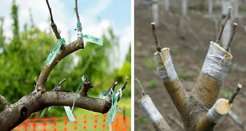 Beginner’s step-by-step guide: how to graft an apple tree in spring