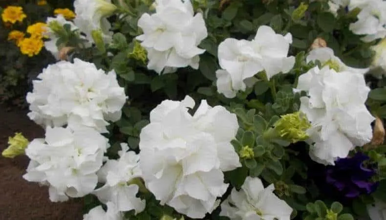 Description of double petunia varieties and growing tips