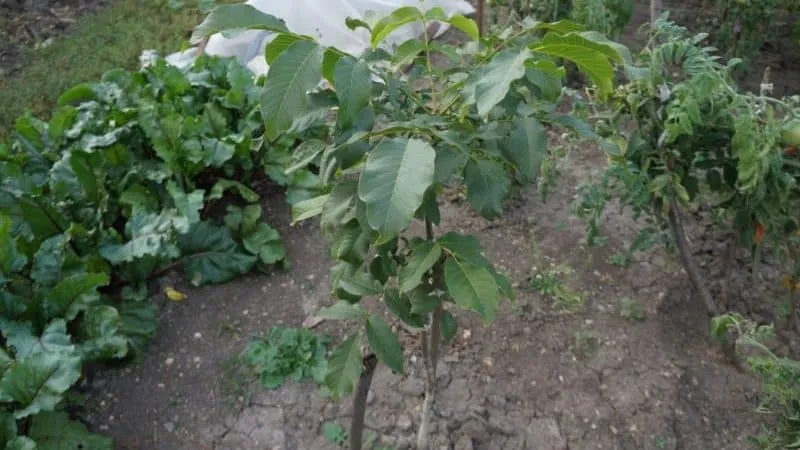 How to properly grow a walnut tree at home