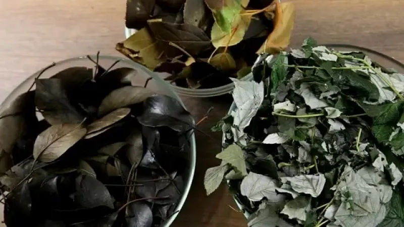 How to ferment raspberry leaves at home