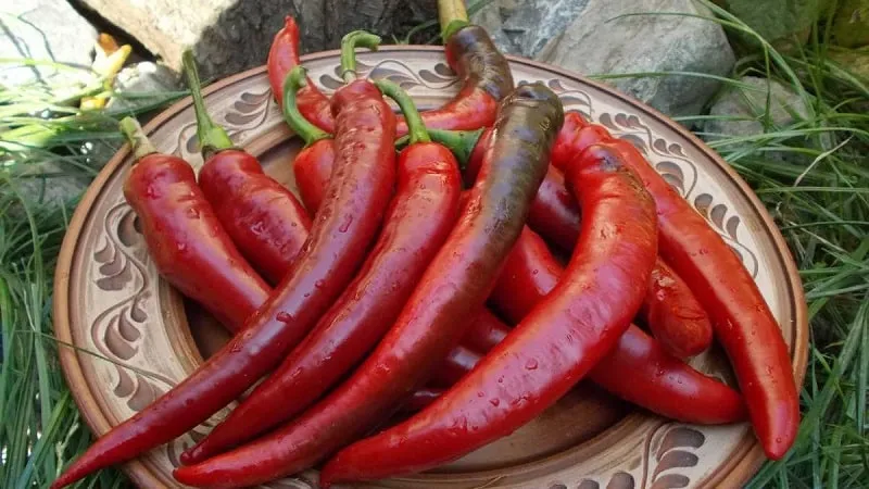 Selection of the best hot pepper varieties and tips for choosing them
