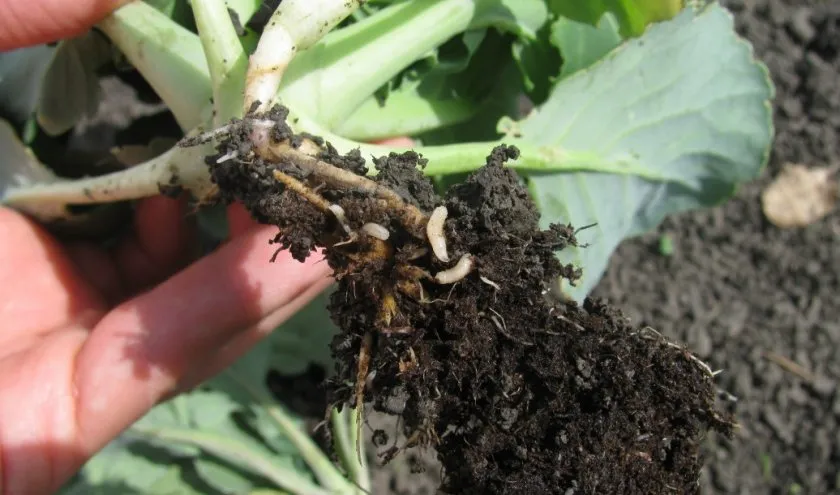 Chinese cabbage diseases and pests