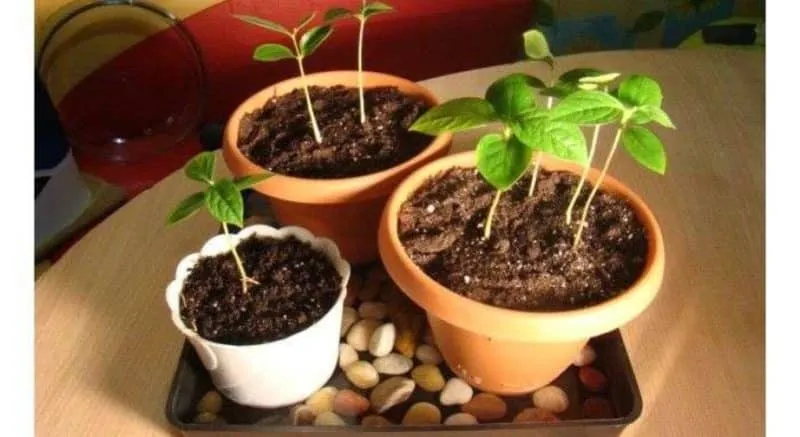How to plant an apricot from a pit at home