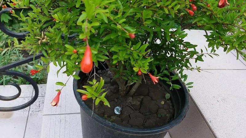 How and what to feed a pomegranate indoors