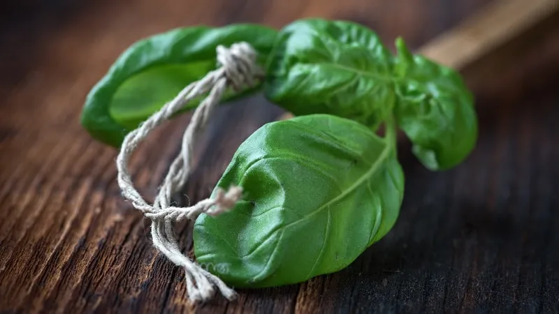 basil diseases
