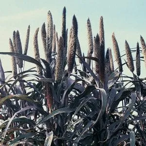 Fountain Grass in garden design