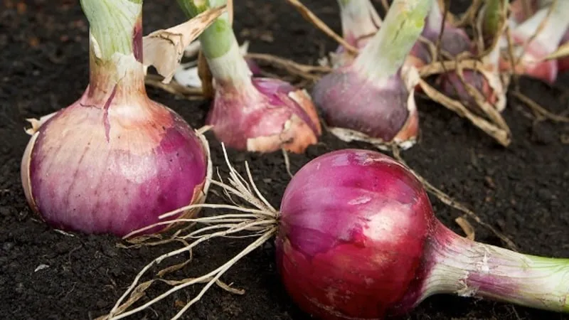 Follow crop rotation rules: what to plant after onions next year and what to avoid