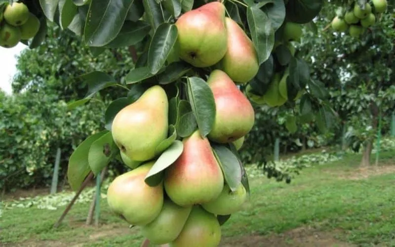 How to propagate pear trees in summer: step-by-step guide and useful tips
