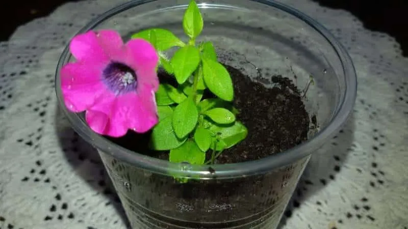 Best Trailing Petunia Varieties and Growing Tips