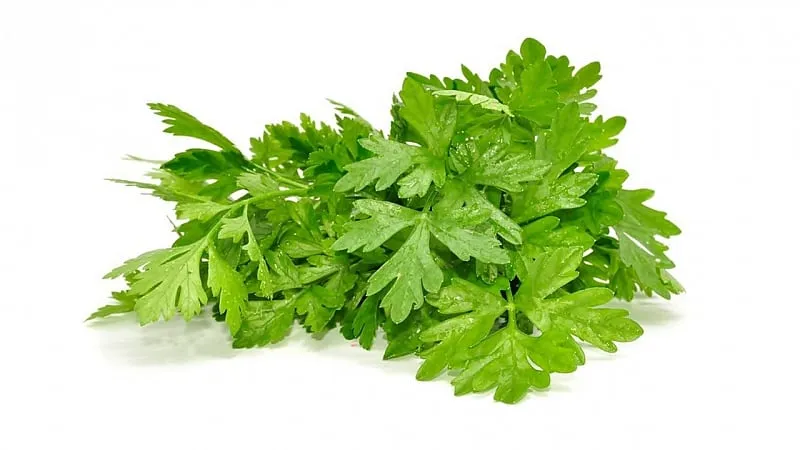 Medicinal properties of parsley and contraindications for use