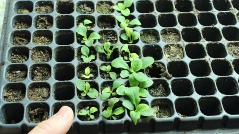 How to grow petunias from seeds at home: sowing seedlings, care, and transplanting into open ground