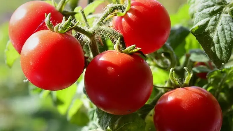Bright clusters on the bushes - miniature Pinocchio tomatoes: growing in the garden and at home on the balcony