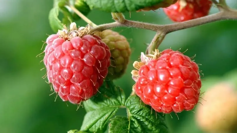 Advantages and features of early raspberry varieties