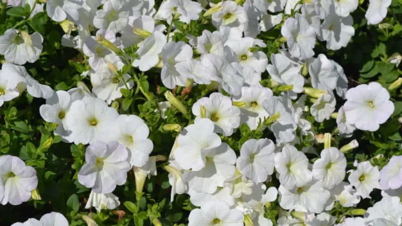 Best Trailing Petunia Varieties and Growing Tips