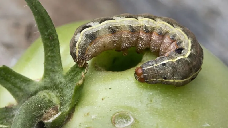 How to combat caterpillars on greenhouse tomatoes
