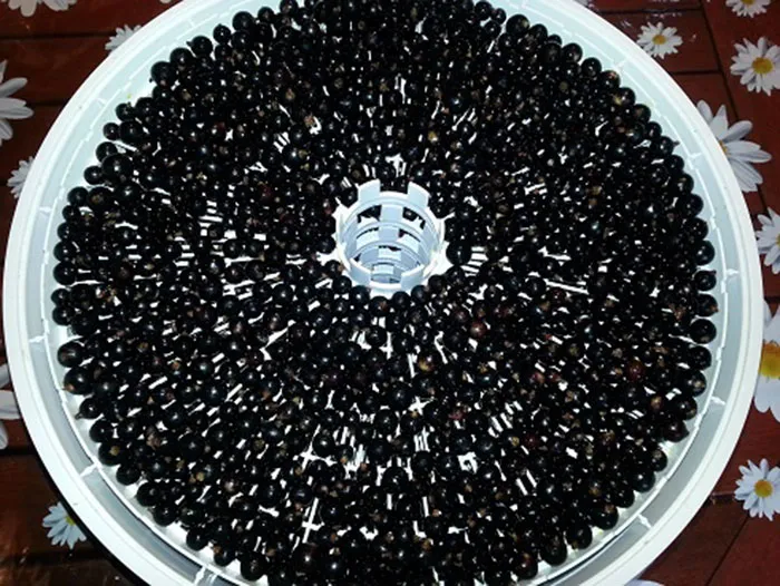 Preserving berries the right way: how to dry blackcurrants in an electric dehydrator