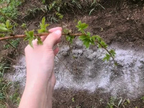 How to fertilise raspberries with ash in summer: a step-by-step guide