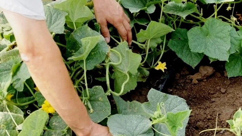 Causes and treatment of cucumber anthracnose: the most effective methods to protect your harvest