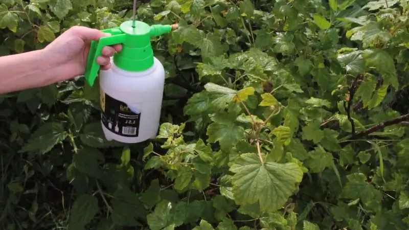 How to treat gooseberries in spring and summer against diseases and pests