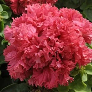 Description of double petunia varieties and growing tips
