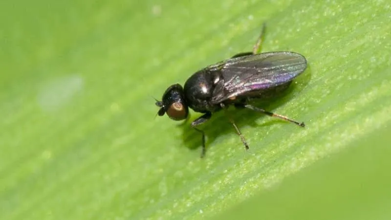 The threat of the Swedish fly to winter wheat and how to combat it and other cereal pests