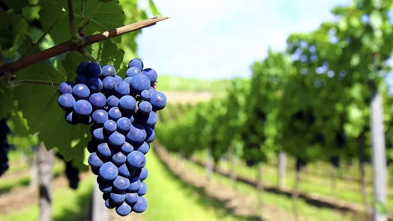 georgian autochthonous grape varieties