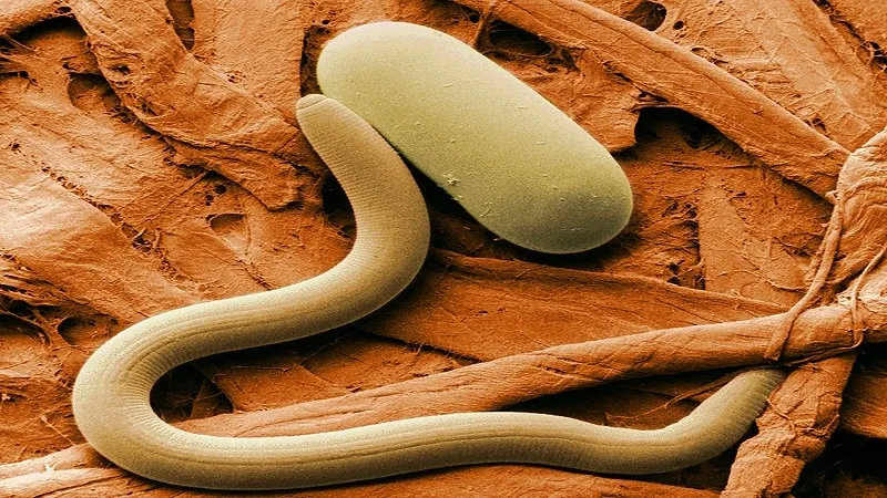Nematode damage