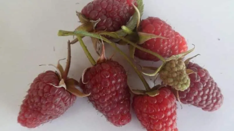 Characteristics and description of the best raspberry varieties