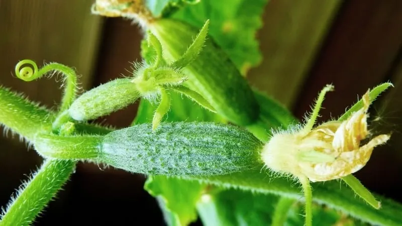 Top 10 self-pollinating cucumber varieties for balconies