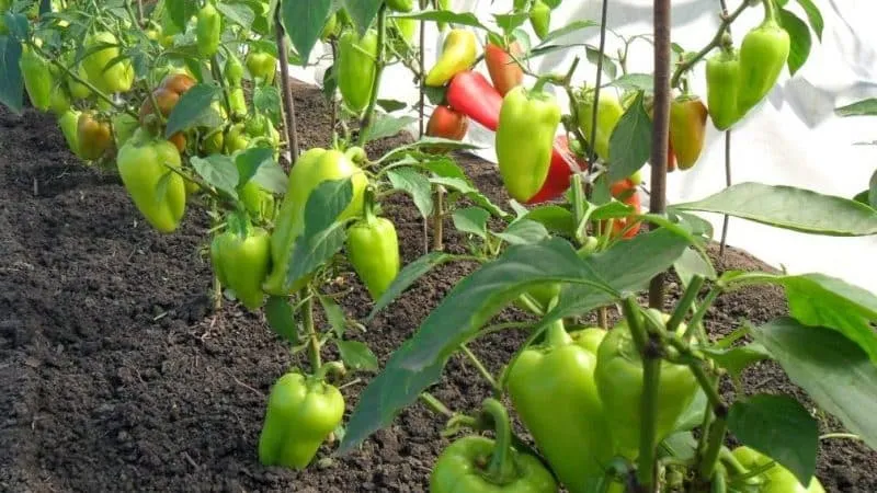 Preventing pepper pests