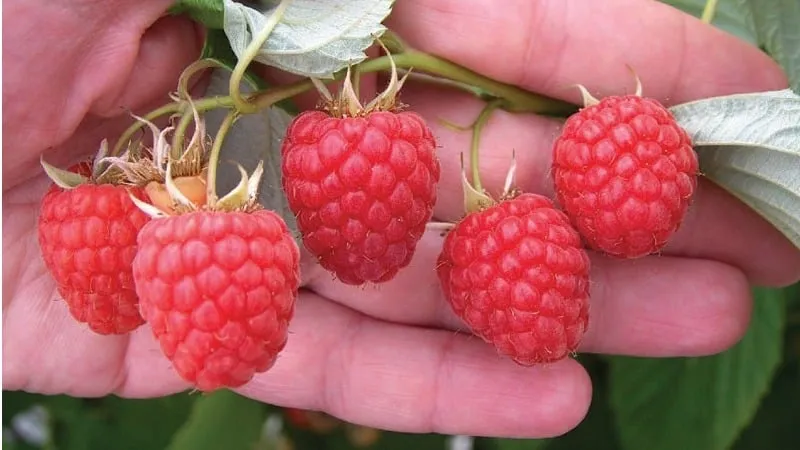 Advantages and features of early raspberry varieties