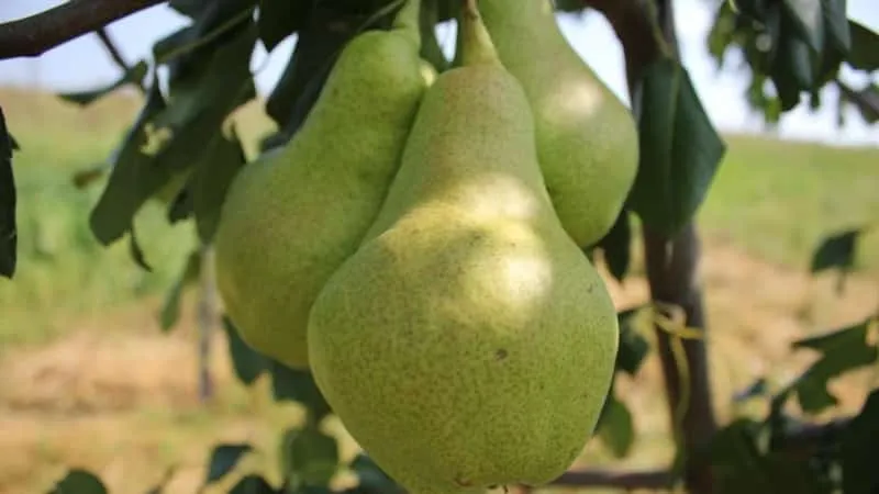 Concorde Pear