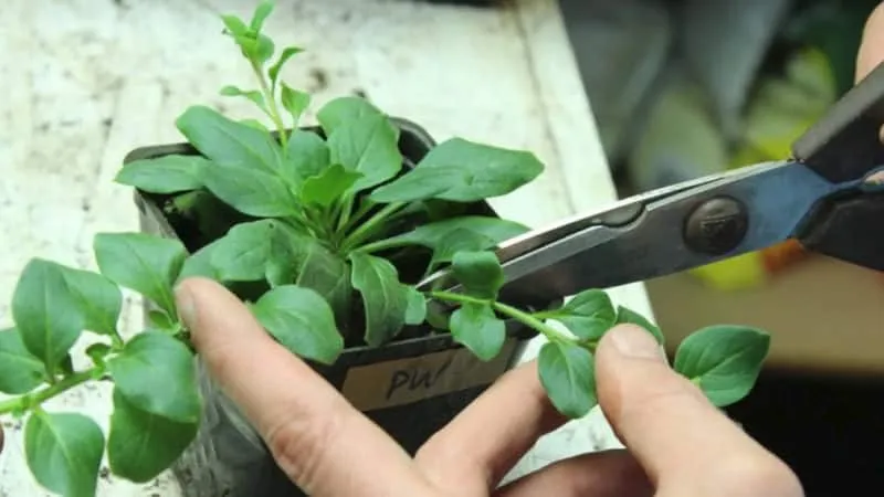 Best ways to extend the flowering of petunias in pots: tips from experienced gardeners