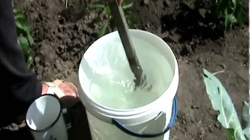 Fertilising asparagus