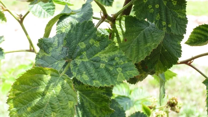 The dangers of mosaic virus on currants and how to get rid of it