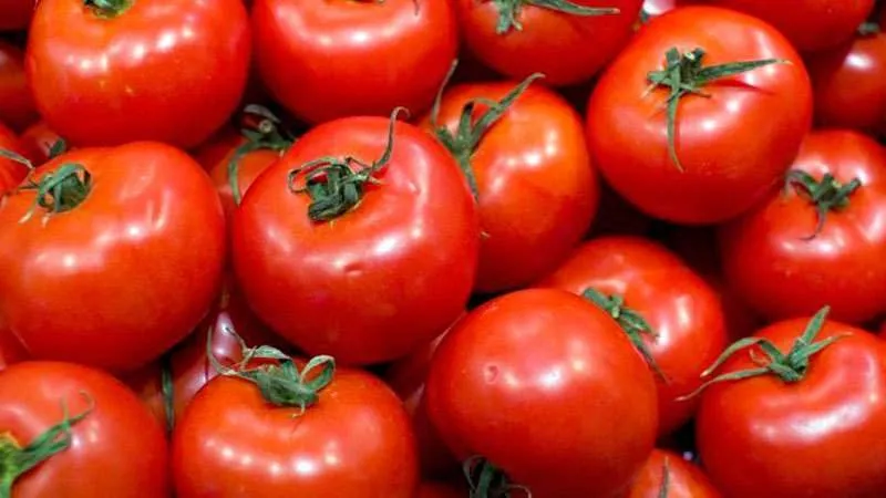 Most productive short-stem tomato varieties