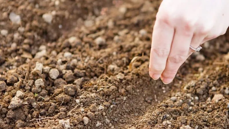 Proper spacing for winter dill planting