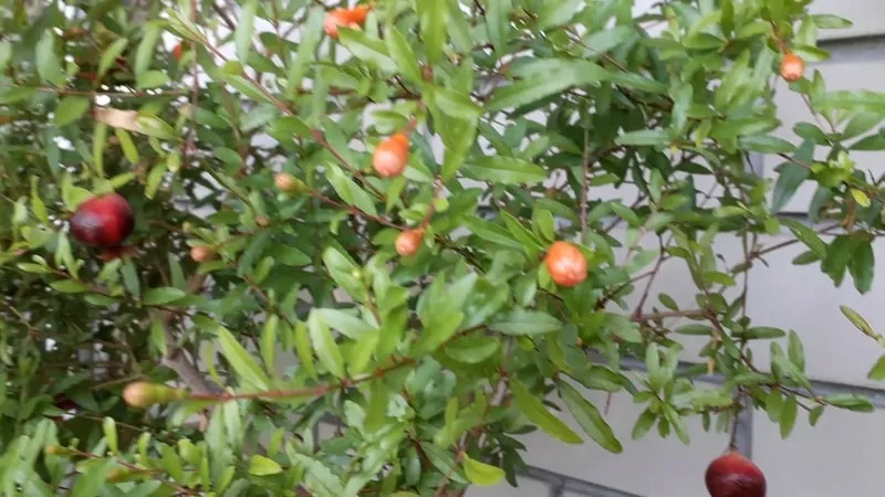 Beginner's Guide: How to Care for a Potted Pomegranate Indoors