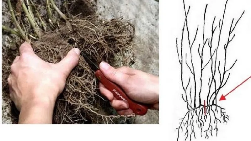 Caprifol Honeysuckle (Fragrant Vine): Description, Propagation Methods, and Care Tips