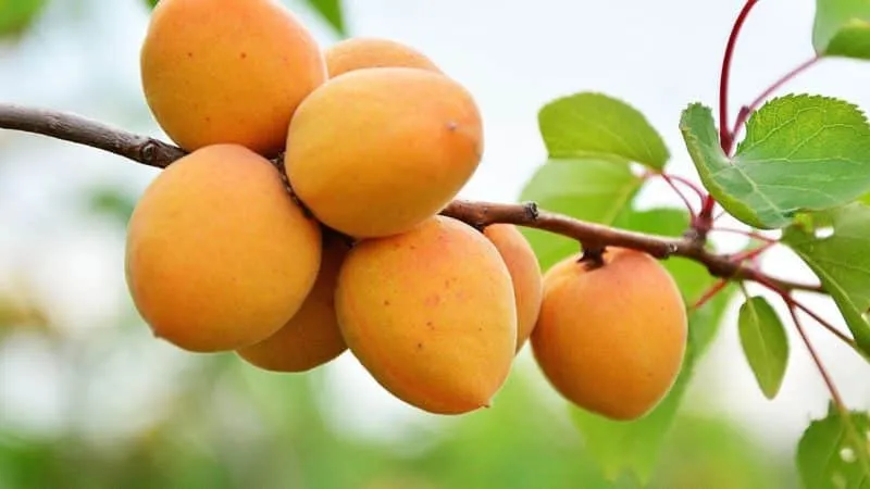 Variety of apricot cultivars for different climates